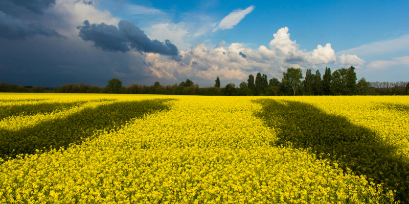 Stock Image of a Cover Crop by K. Stupak